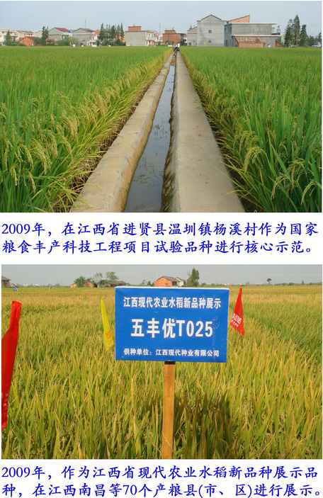 五丰优T025推广种植