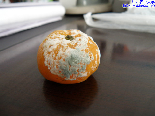 柑橘青霉菌